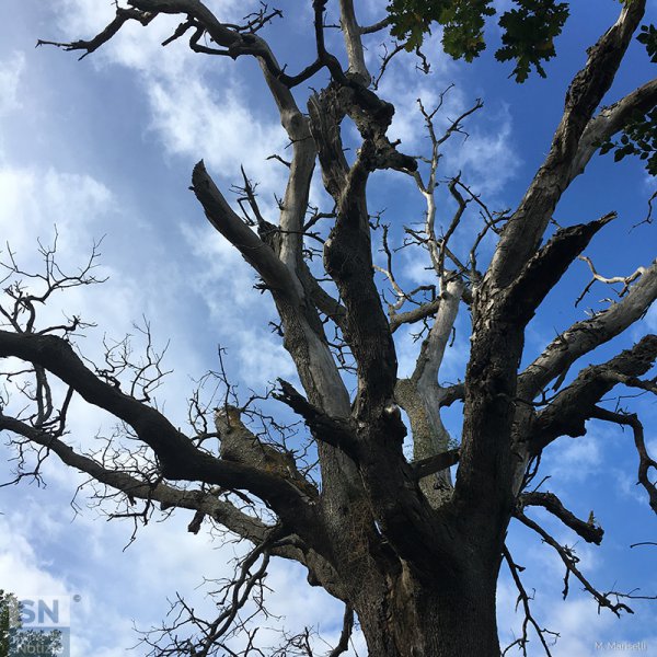 28/12/2016 - Albero d'inverno