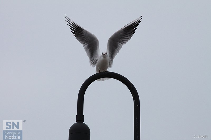 13/12/2017 - Sua Maestà