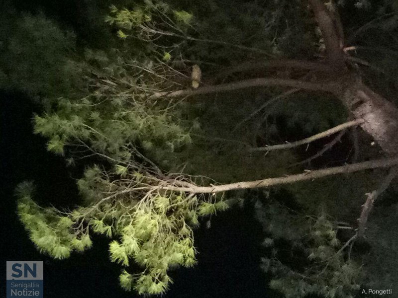 30/12/2017 - I gufi non sono quello che sembrano