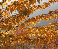 06/12/2017 - Luce e controluce