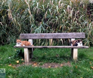 10/12/2017 - Separati in casa