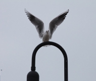 13/12/2017 - Sua Maestà