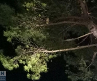 30/12/2017 - I gufi non sono quello che sembrano