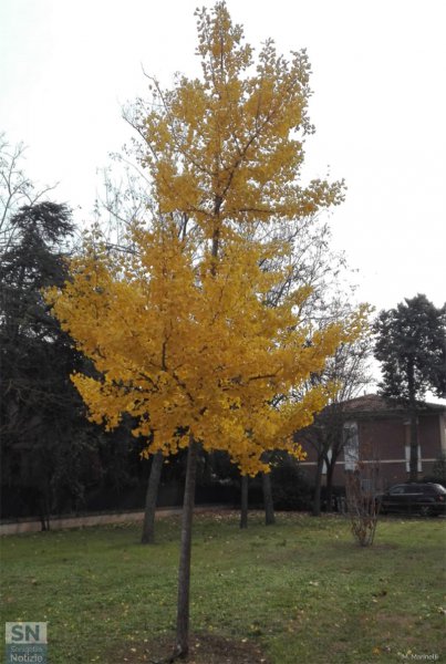 09/12/2018 - Tutto giallo