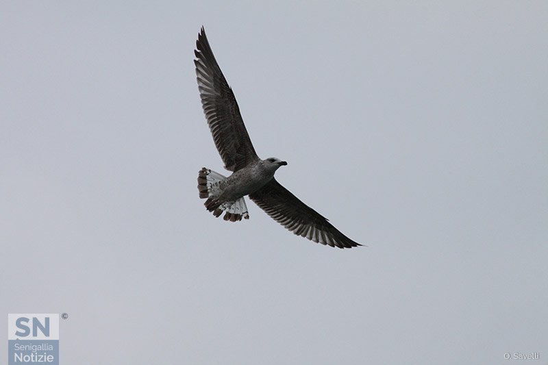 11/12/2018 - Ad ali spiegate