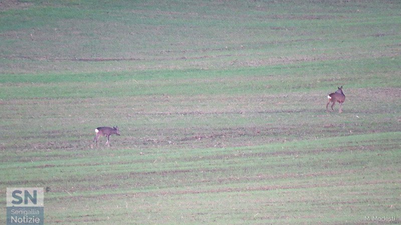 28/12/2018 - Caprioli a Scapezzano