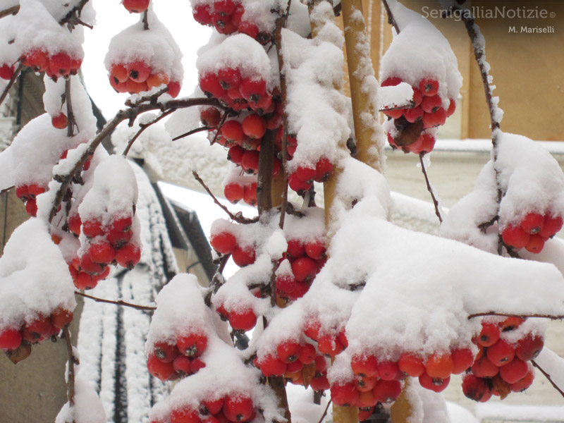 23/02/2012 - Albero ricoperto di neve