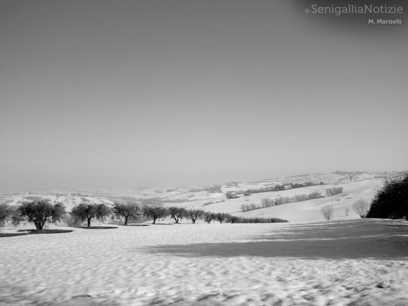 29/02/2012 - La campagna senigalliese coperta dalla neve