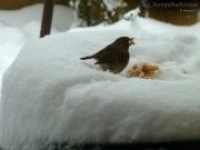 08/02/2012 - Uccellino tra la neve