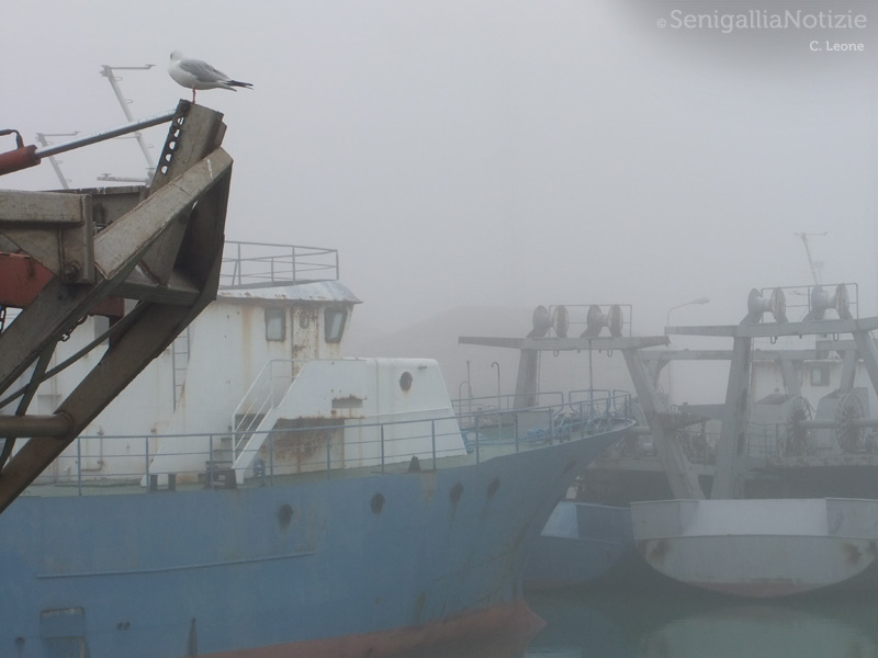 09/02/2013 - Un gabbiano tra le navi del Navalmeccanico
