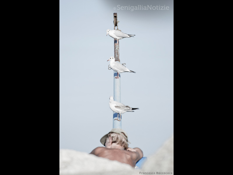 15/02/2015 - Gabbiani al porto