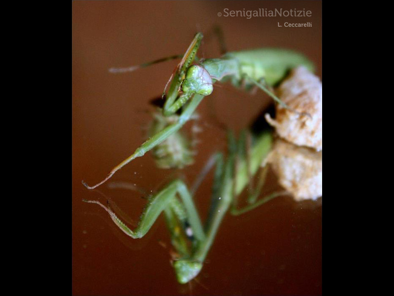 24/02/2015 - Mantide religiosa