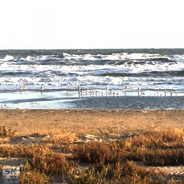 16/02/2016 - Mare mosso, foto mossa