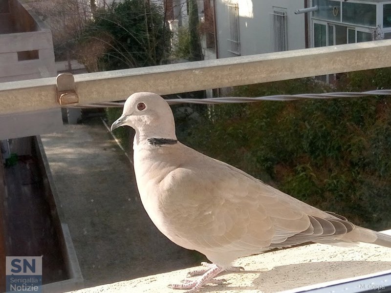 04/02/2017 - Piccione sul davanzale