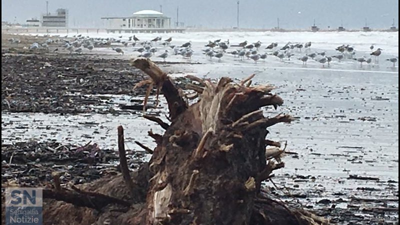 16/02/2017 - Dopo la mareggiata