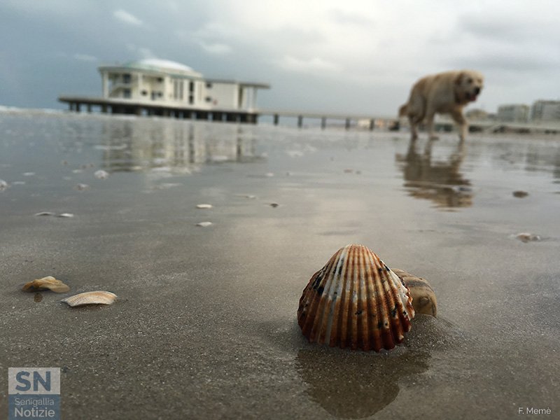 20/02/2017 - Cane da conchiglie
