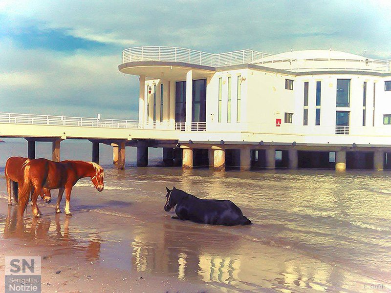 28/02/2017 - Bagnanti su zoccoli