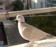 04/02/2017 - Piccione sul davanzale