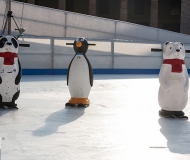 07/02/2017 - Animali da pista!