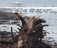 16/02/2017 - Dopo la mareggiata