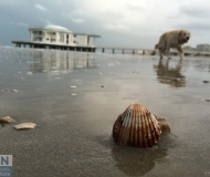 20/02/2017 - Cane da conchiglie