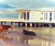 28/02/2017 - Bagnanti su zoccoli