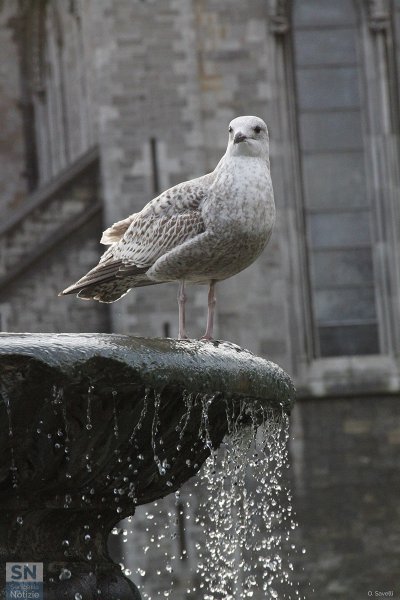 11/02/2018 - Ghiaccio