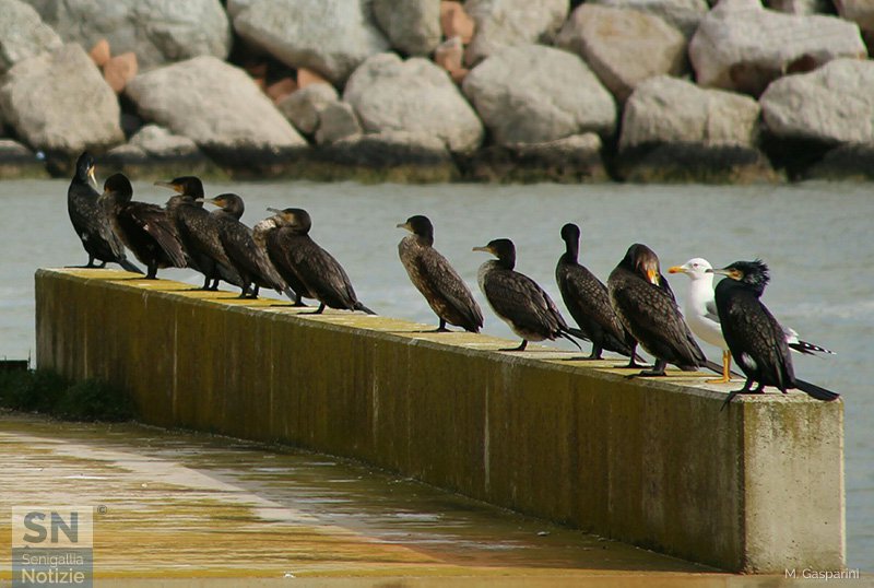 27/02/2018 - Trova l'intruso