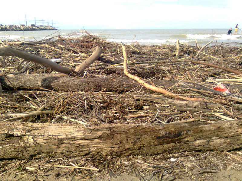 Tronchi e rami anche di grosse dimensioni sulla spiaggia