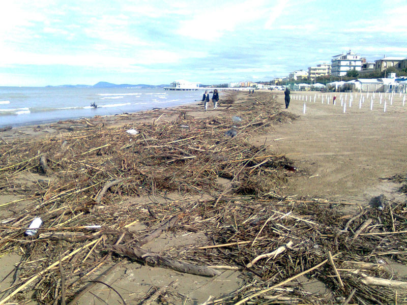 Lato sud della spiaggia di velluto invasa da rami e tronchi
