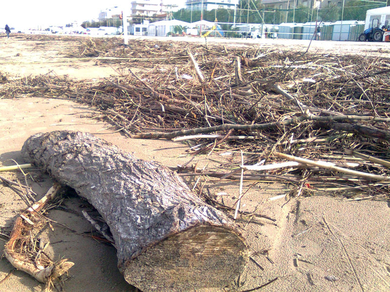 Tronchi e rami anche di grosse dimensioni sulla spiaggia