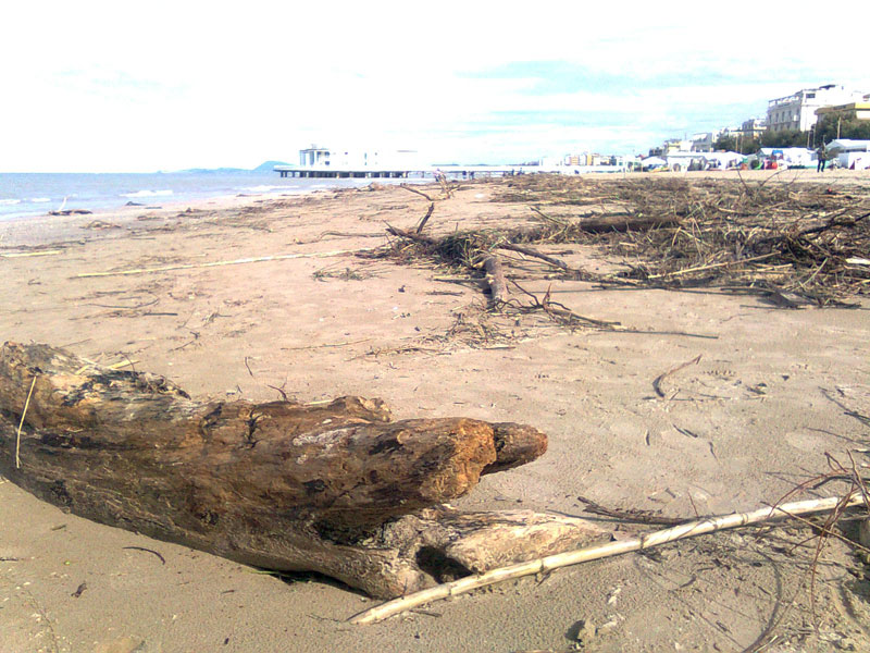 Tronchi e rami sulla battigia
