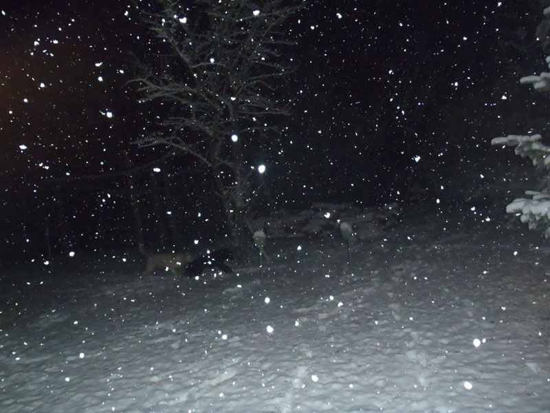 Foto di Giovanni Rocchetti