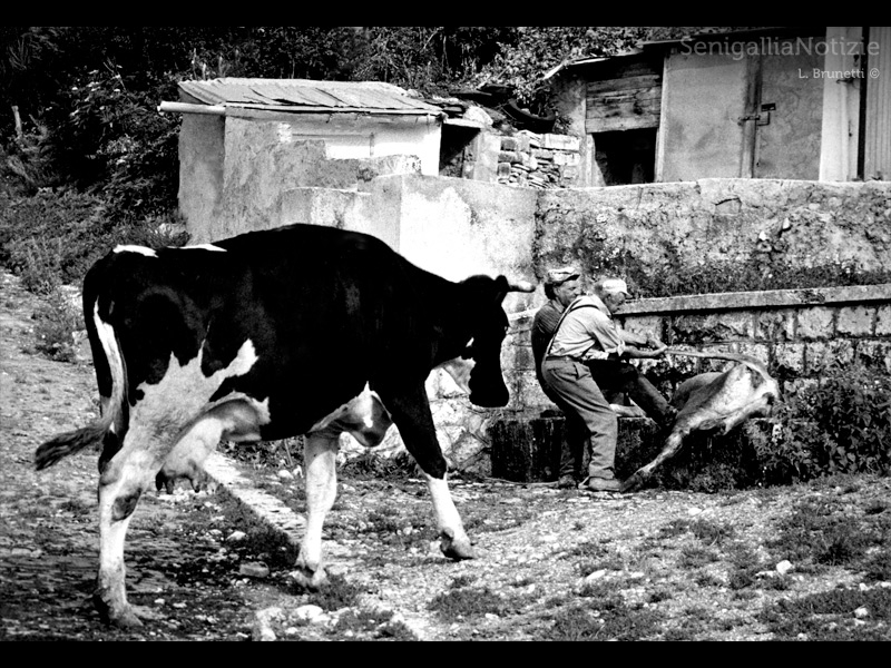 09/01/2013 - Persone e animali della fattoria
