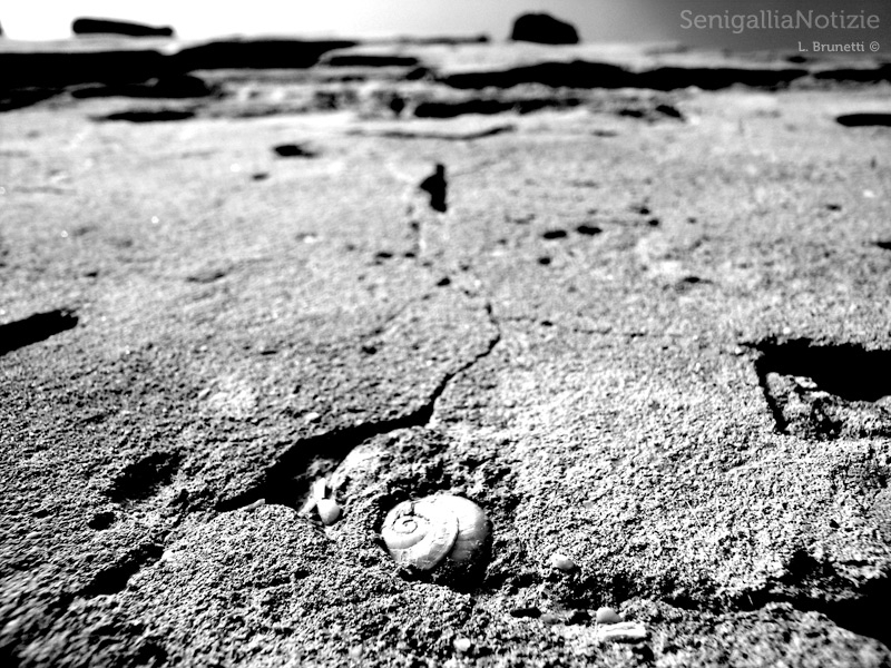 14/01/2013 - Fossili