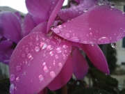 18/01/2013 - Gocce di pioggia sui petali del ciclamino