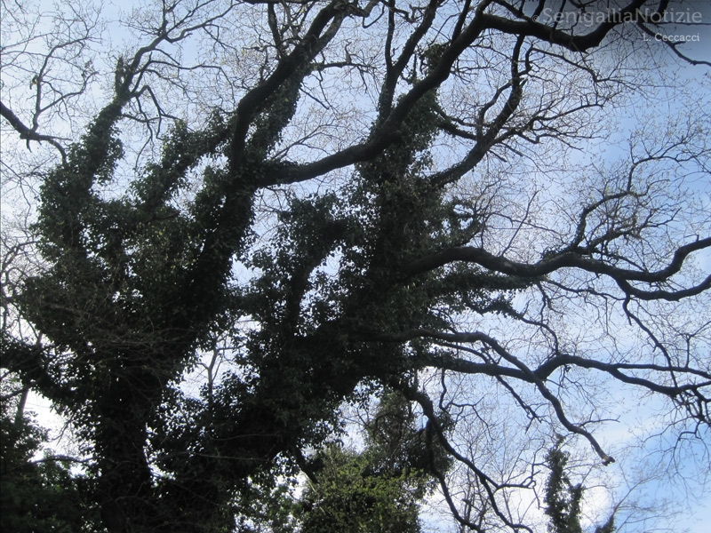 13/01/2014 - Ramificazioni