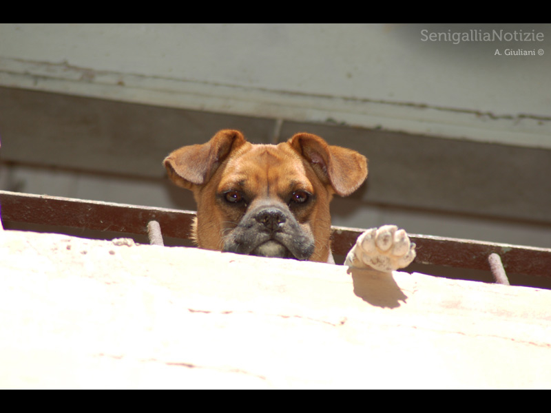 14/01/2014 - Un cane... ci guarda dal suo terrazzo!