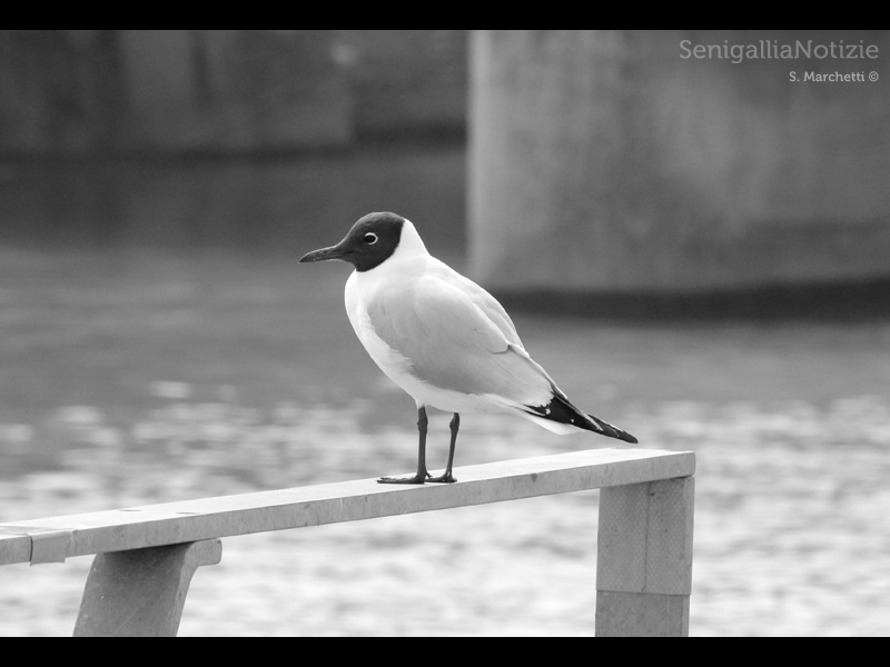 18/01/2014 - Un gabbiano guarda le acque del mare
