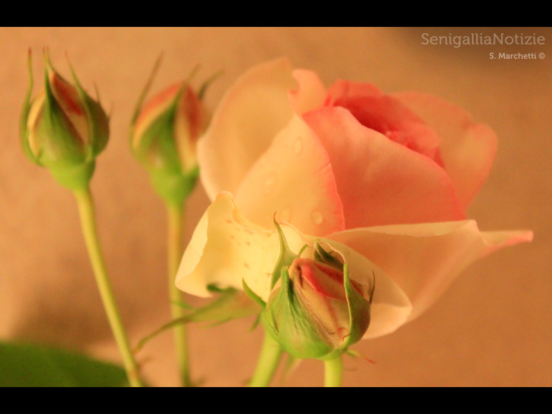 21/01/2014 - Boccioli di rosa