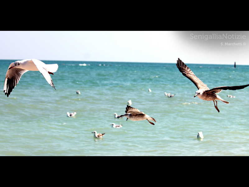 23/01/2014 - Gabbiani in volo