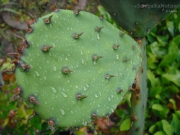 29/01/2015 - Gocce di pioggia sulla pianta del cactus