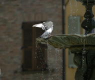 15/01/2017 - Leggerezza