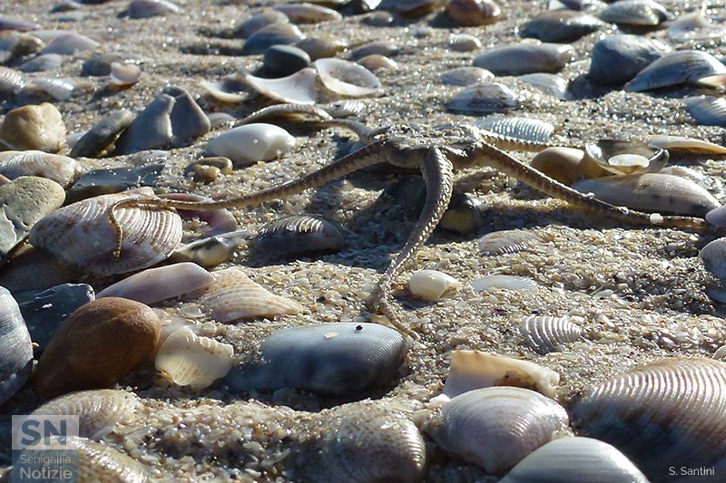 25/01/2018 - Incontri sul bagnasciuga