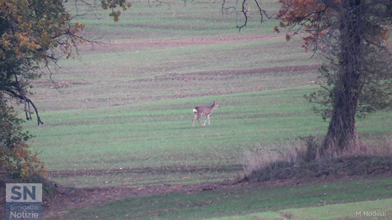 03/01/2019 - Sono tornati i caprioli