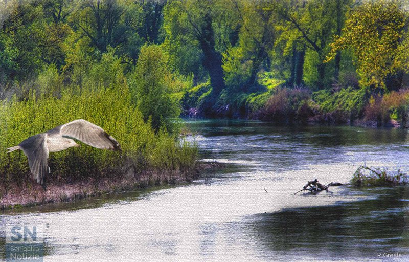27/01/2019 - Al fiume Misa
