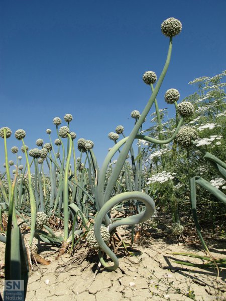 07/01/2020 - Sfere nel cielo