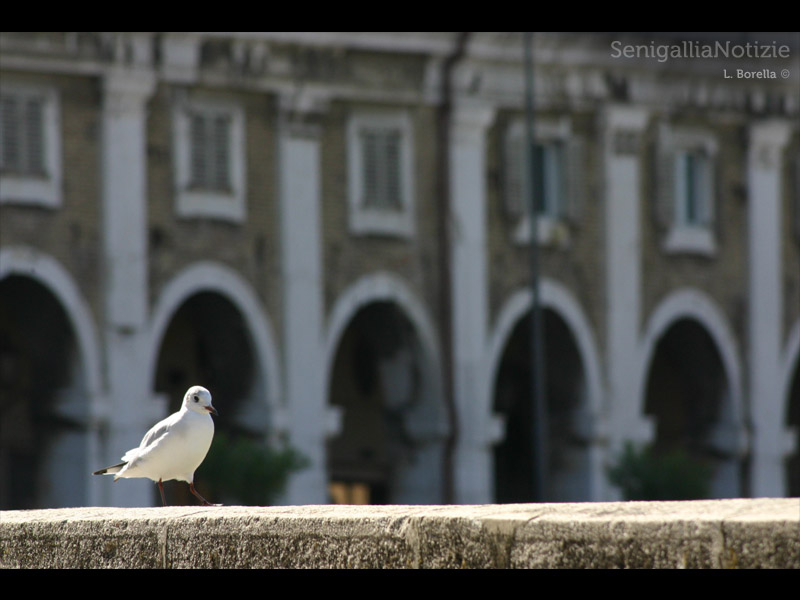 04/06/2012 - Gabbiano sul ponte del fiume Misa