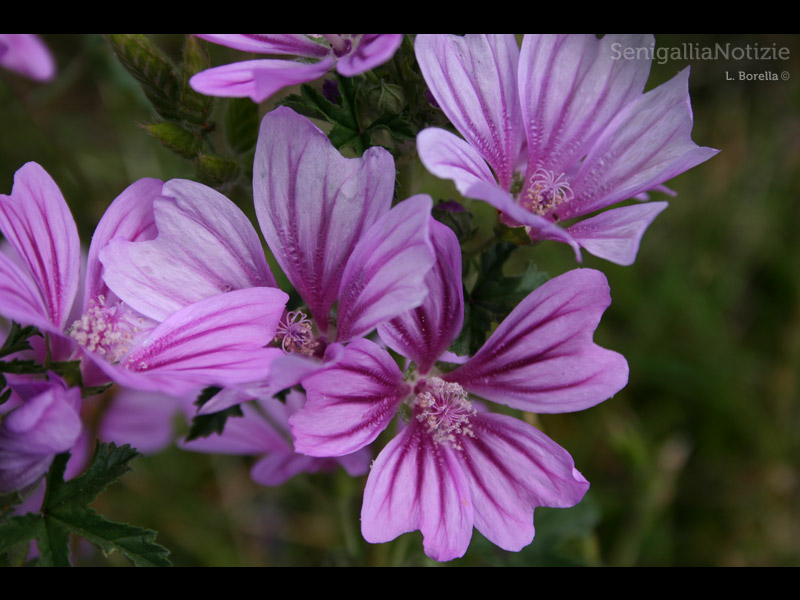 13/06/2012 - Fiori in primo piano...