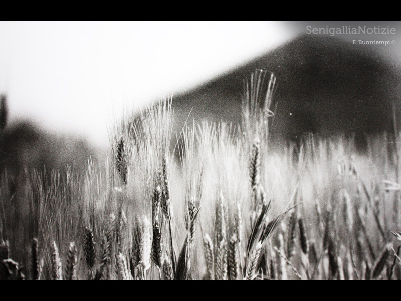 15/06/2012 - Spighe di grano